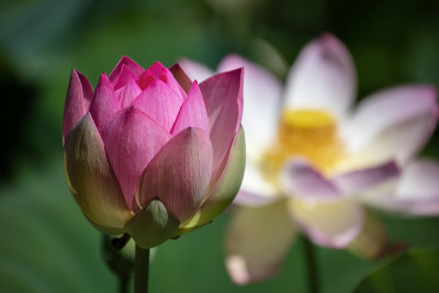 Lotus