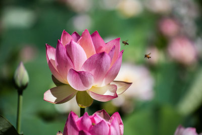 Lotus & bee