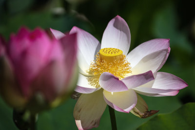 Lotus