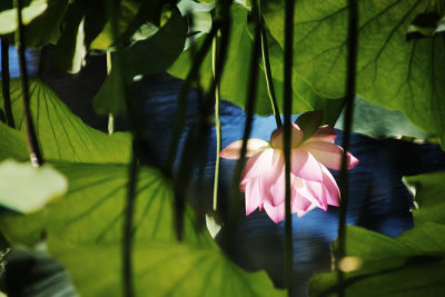 Reflections