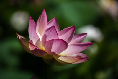 Lotus