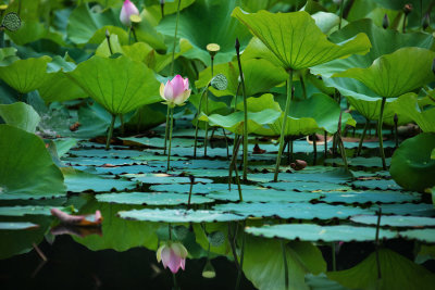 Lotus