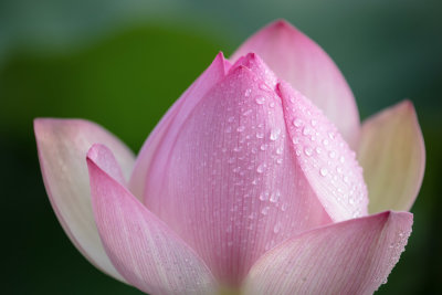 Lotus closeup