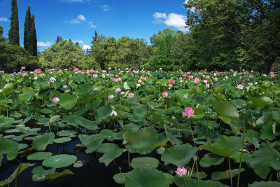 The pond
