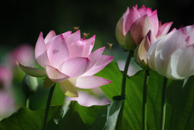 Bees & Lotus
