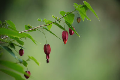 Red in green