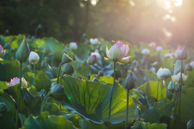 The morning sun