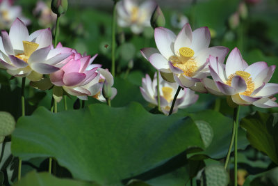 Lotus