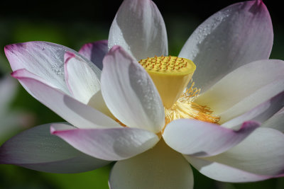 Closeup