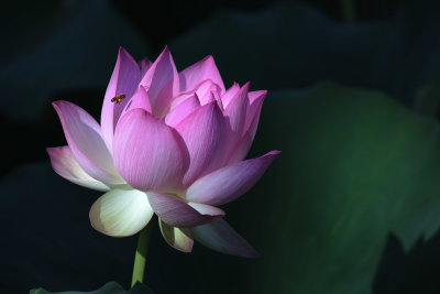 Bee & lotus