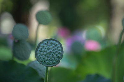 Lotus seeds