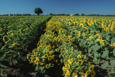 Sunflowers