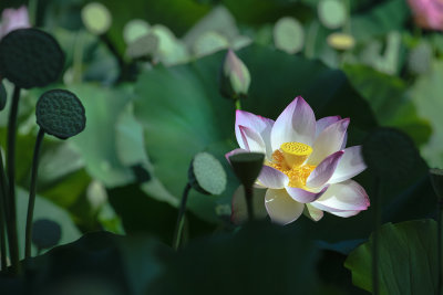 The center