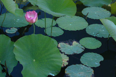 Lotus
