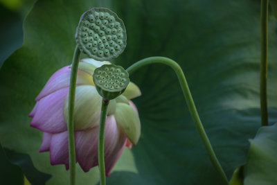 Seed pods