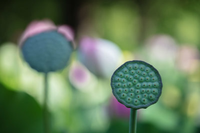 Seed pod
