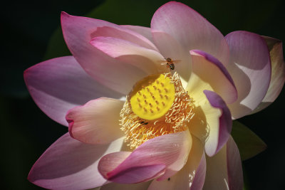 Lotus & Bee