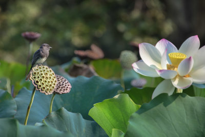 Bird & lotus