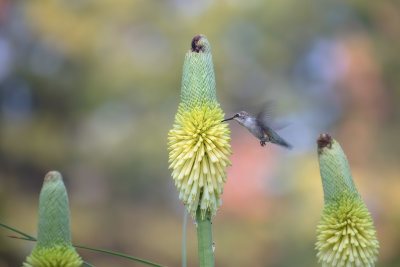 Hummer & flower