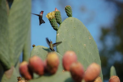 Cactus & hummingbirds