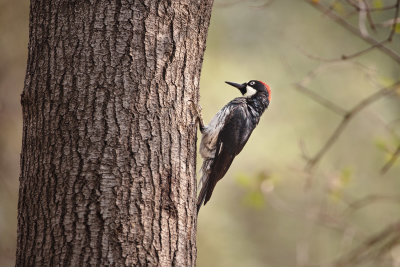 Acorn Woodpecker (male)