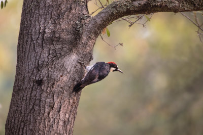 Acorn Woodpecker