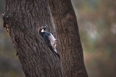 Acorn Woodpecker