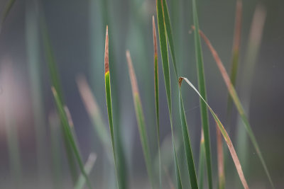 Grass