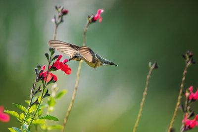 Calliope Hummingbird