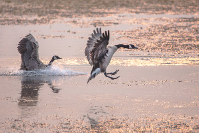 Canadian Geese landing