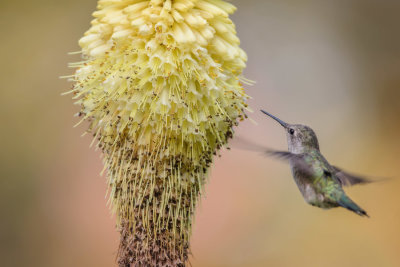 Hummer & flower