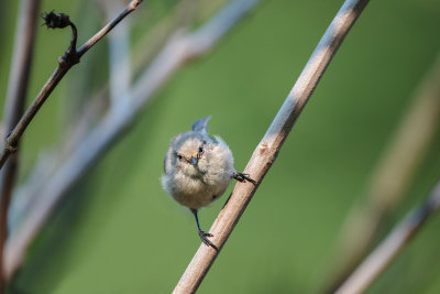 Bushtit