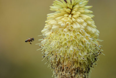 Bee & flower