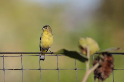Lesser Goldfinch