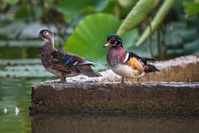 Wood Duck couple