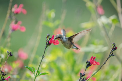 Hummer & flower