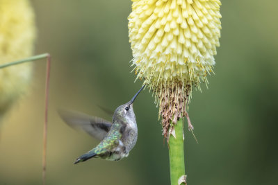 Hummer & flower