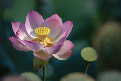 Last lotus of the year