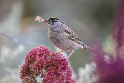 Golden-crowned Sparrow