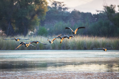 Fly in the morning