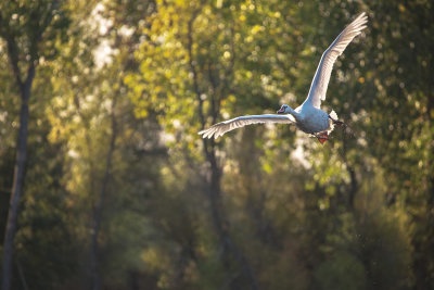 Swan in flight