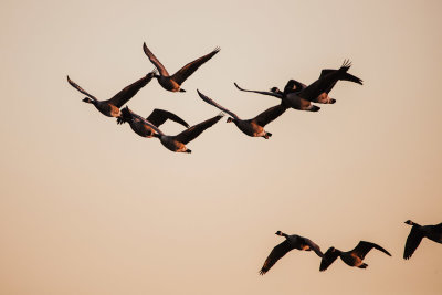 Morning flight