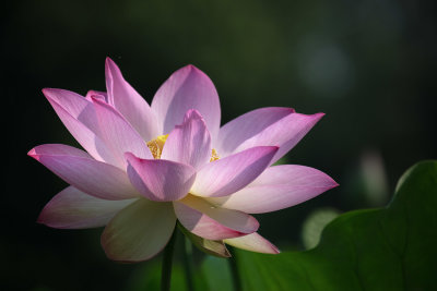 Lotus