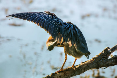 Green Heron