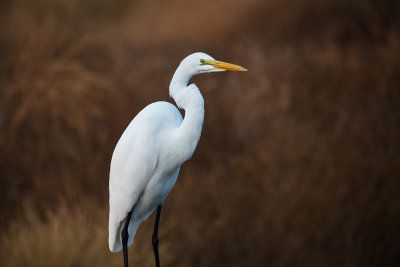 Portrait of an Egret