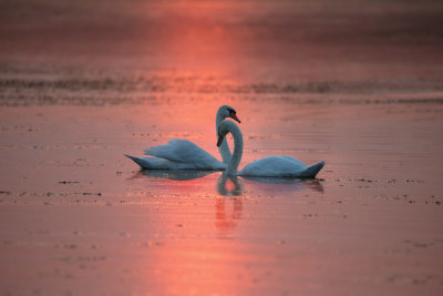 Swan love