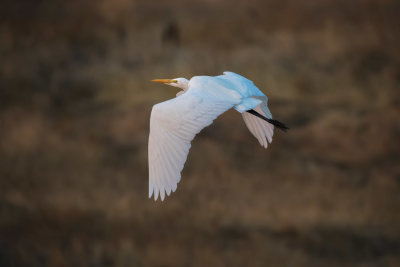 Egret in flight