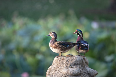 Wood duck couple
