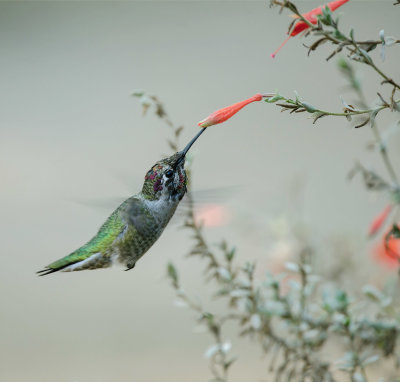 Hummer & flower