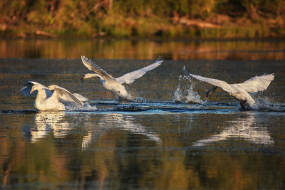 Swan fight